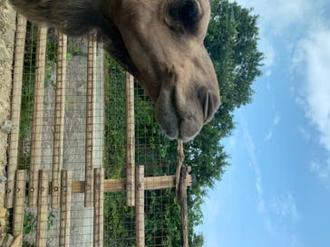 群馬サファリパークに投稿された画像（2020/8/3）