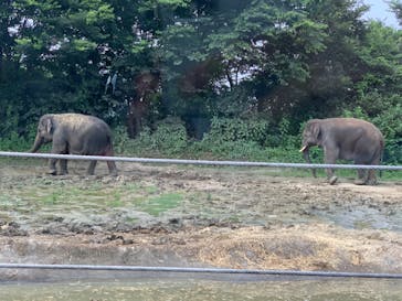 群馬サファリパークに投稿された画像（2020/8/3）