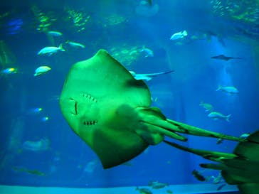 アクアワールド茨城県大洗水族館に投稿された画像（2020/8/3）