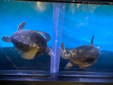 すみだ水族館に投稿された画像（2020/8/3）