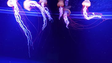 すみだ水族館に投稿された画像（2020/8/3）