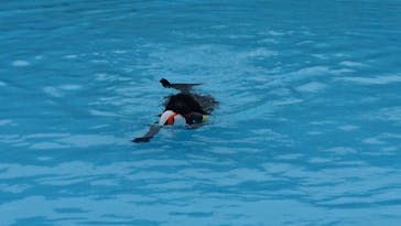 わんダフルネイチャーヴィレッジに投稿された画像（2020/8/3）