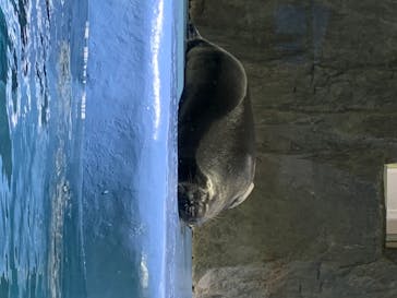 鳥羽水族館に投稿された画像（2020/8/3）