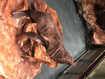 すみだ水族館に投稿された画像（2020/8/3）