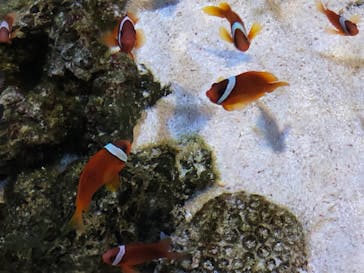 すみだ水族館に投稿された画像（2020/8/3）