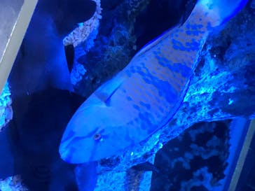 すみだ水族館に投稿された画像（2020/8/3）