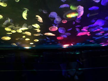 すみだ水族館に投稿された画像（2020/8/3）