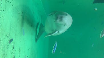 鳥羽水族館に投稿された画像（2020/8/3）