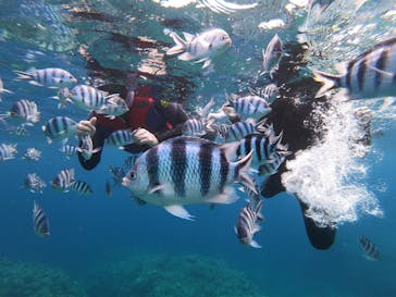 MalDive（モルダイブ）に投稿された画像（2020/8/4）