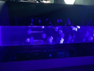 サンシャイン水族館に投稿された画像（2020/8/4）