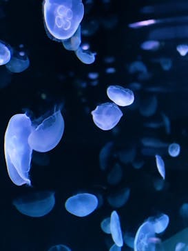サンシャイン水族館に投稿された画像（2020/8/4）