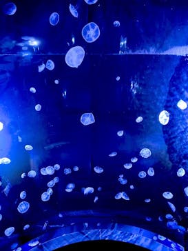 サンシャイン水族館に投稿された画像（2020/8/4）