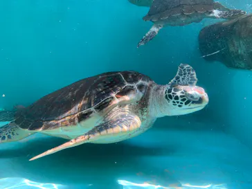 仙台うみの杜水族館に投稿された画像（2020/8/4）