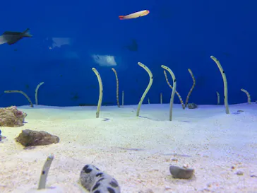 仙台うみの杜水族館に投稿された画像（2020/8/4）