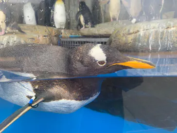 仙台うみの杜水族館に投稿された画像（2020/8/4）