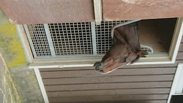 ノーザンホースパークに投稿された画像（2020/8/4）