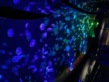 すみだ水族館に投稿された画像（2020/8/4）