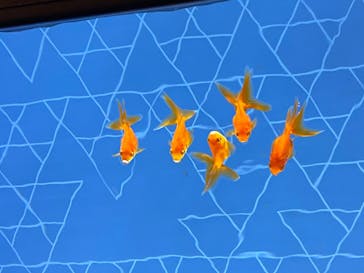 すみだ水族館に投稿された画像（2020/8/4）