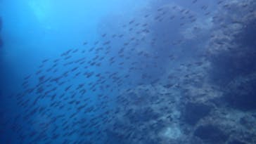 ダイビングショップ Sea Free（シーフリー）に投稿された画像（2020/8/4）