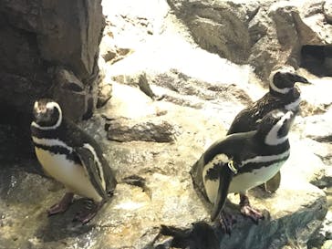 すみだ水族館に投稿された画像（2020/8/4）