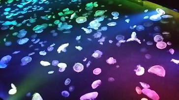 すみだ水族館に投稿された画像（2020/8/4）