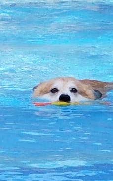 わんダフルネイチャーヴィレッジに投稿された画像（2020/8/4）