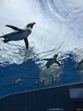 サンシャイン水族館に投稿された画像（2020/8/1）