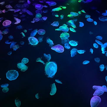 すみだ水族館に投稿された画像（2020/8/4）