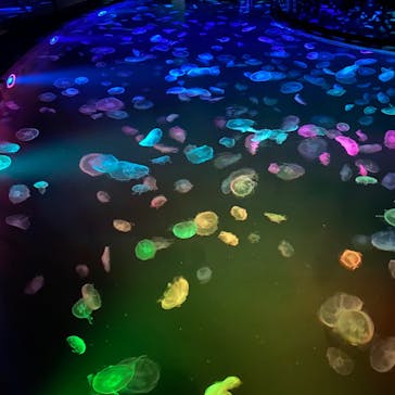 すみだ水族館に投稿された画像（2020/8/4）