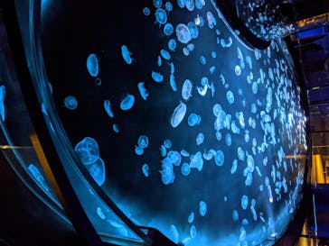 すみだ水族館に投稿された画像（2020/8/4）