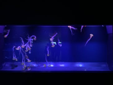 すみだ水族館に投稿された画像（2020/8/4）