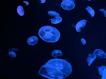 すみだ水族館に投稿された画像（2020/8/4）