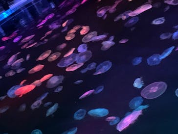 すみだ水族館に投稿された画像（2020/8/4）