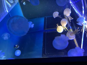 すみだ水族館に投稿された画像（2020/8/4）