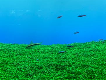 すみだ水族館に投稿された画像（2020/8/4）