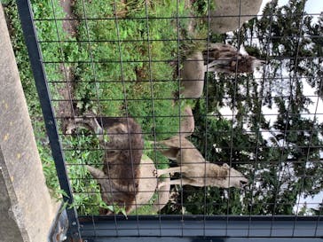 旭川市旭山動物園に投稿された画像（2020/8/4）