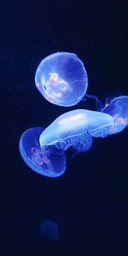 サンシャイン水族館に投稿された画像（2020/8/4）