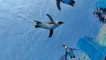 サンシャイン水族館に投稿された画像（2020/8/4）