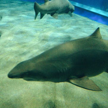 アクアワールド茨城県大洗水族館に投稿された画像（2020/8/5）
