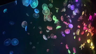 すみだ水族館に投稿された画像（2020/8/5）