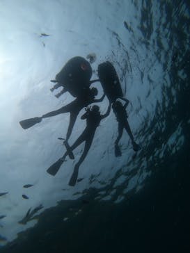 MalDive（モルダイブ）に投稿された画像（2020/8/5）