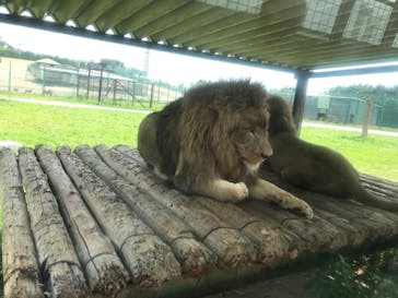 岩手サファリパークに投稿された画像（2020/8/5）