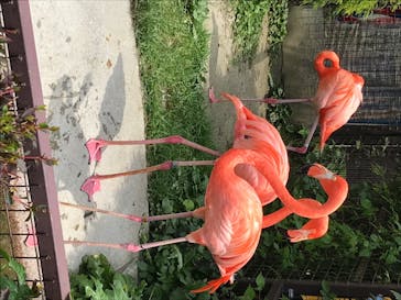 岩手サファリパークに投稿された画像（2020/8/5）