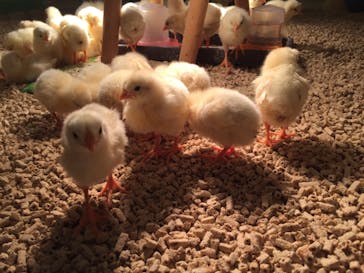 Moff animal cafe イオンモール幕張新都心店に投稿された画像（2020/8/5）