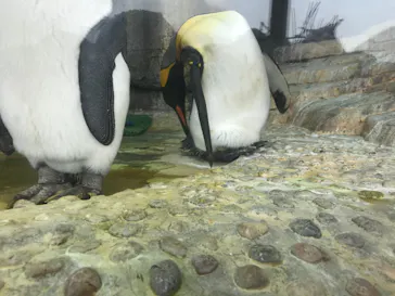 仙台うみの杜水族館に投稿された画像（2020/8/5）