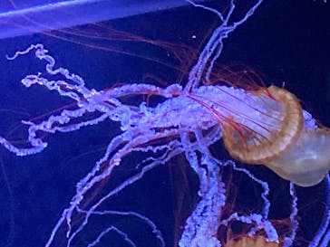 すみだ水族館に投稿された画像（2020/8/5）