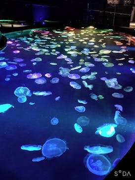 すみだ水族館に投稿された画像（2020/8/5）