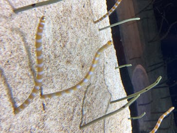 すみだ水族館に投稿された画像（2020/8/5）