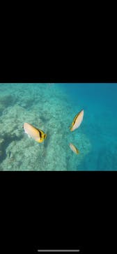 MalDive（モルダイブ）に投稿された画像（2020/8/5）