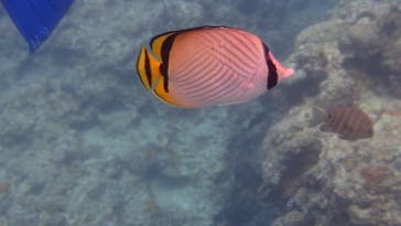 ダイビングショップ Sea Free（シーフリー）に投稿された画像（2020/8/5）